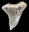 Bargain, Hemipristis Shark Tooth Fossil - Virginia #52064-1